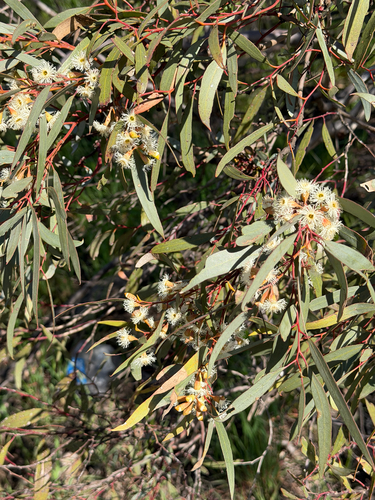 Eucalyptus calycogona, 2026-09-01