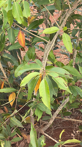 Syzygium cumini observed 2026-08-25