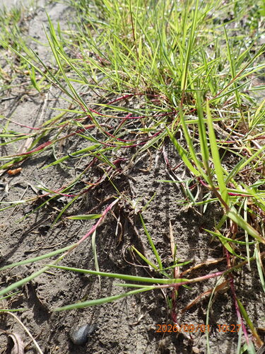 Agrostis stolonifera, photograph 6