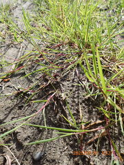 Agrostis stolonifera, photograph (c) Arnim Littek, some rights reserved (CC BY)