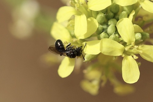 iNaturalist observation photo of Zadontomerus
