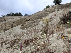 Erysimum teretifolium