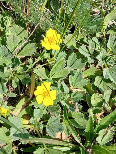 Potentilla acaulis, photograph 4