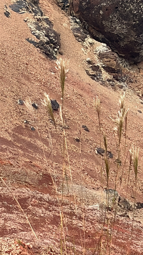 Andropogon bicornis observed 2026-08-25