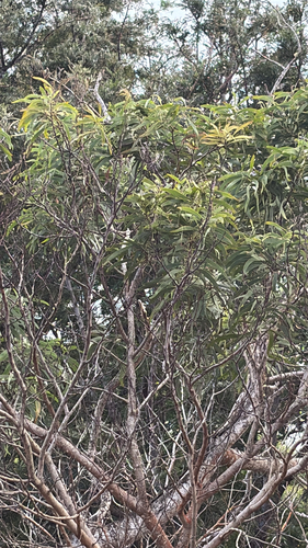 Acacia koa observed 2026-08-25