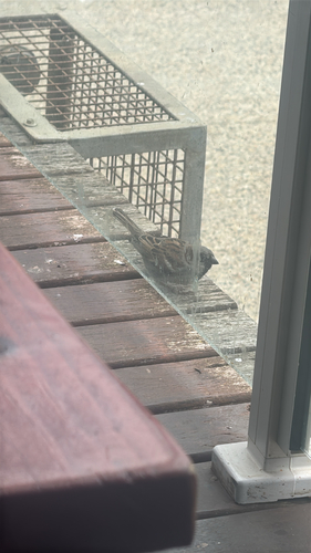 House Sparrow