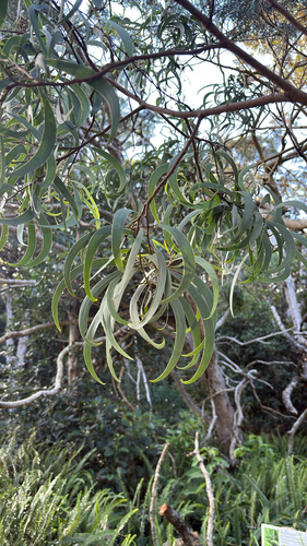 Acacia koa observed 2026-08-25