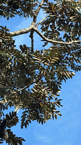Polyscias kavaiensis observed 2026-08-25