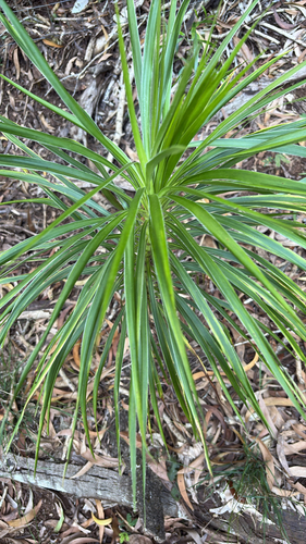 Wilkesia gymnoxiphium observed 2026-08-25