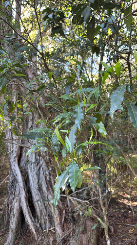 Dodonaea viscosa observed 2026-08-25