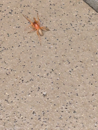 Woodlouse Spider