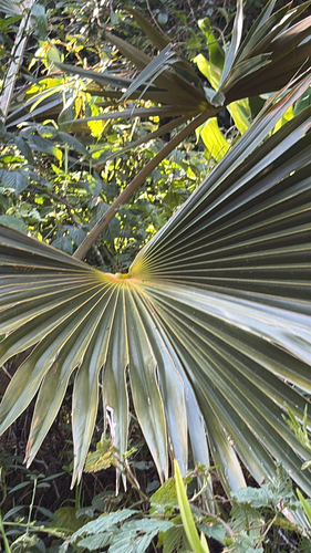 Pritchardia minor observed 2026-08-25