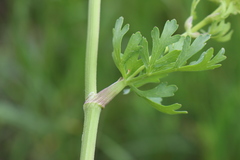 Polytaenia
