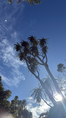 Dracaena aurea observed 2026-08-25