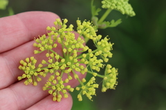 Polytaenia