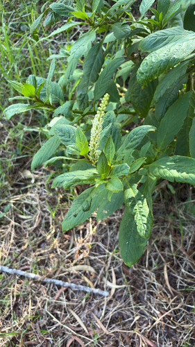 Phytolacca, 2026-08-25
