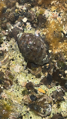 Morula granulata, 2026-08-30