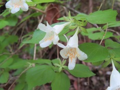 Diabelia spathulata