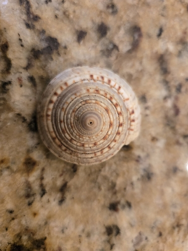 Architectonica nobilis, 2026-08-31