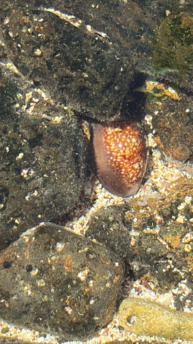 Monetaria caputserpentis observed 2026-08-30