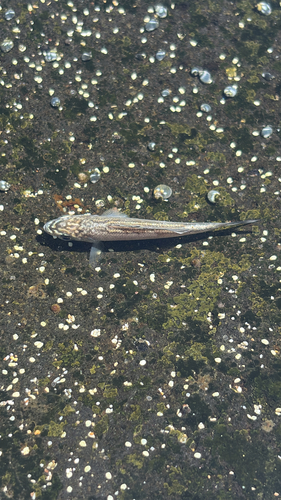 Kuhlia sandvicensis observed 2026-08-30