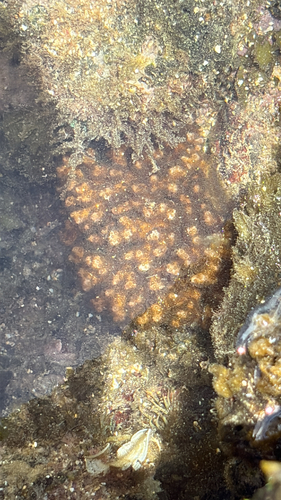 Pocillopora damicornis, 2026-08-30