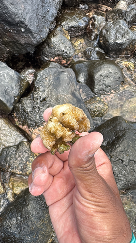 Pocillopora damicornis, 2026-08-30