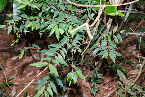 Pilidiostigma glabrum observed 2026-09-01