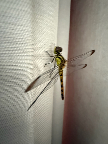 Four-tipped Darter