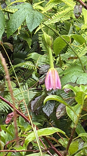 Passiflora tarminiana observed 2026-08-31