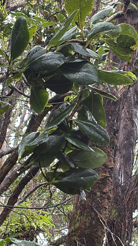 Ilex anomala observed 2026-08-31
