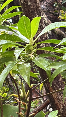 Scaevola procera observed 2026-08-31