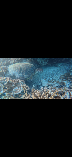 Green Sea Turtle observed by niklah12