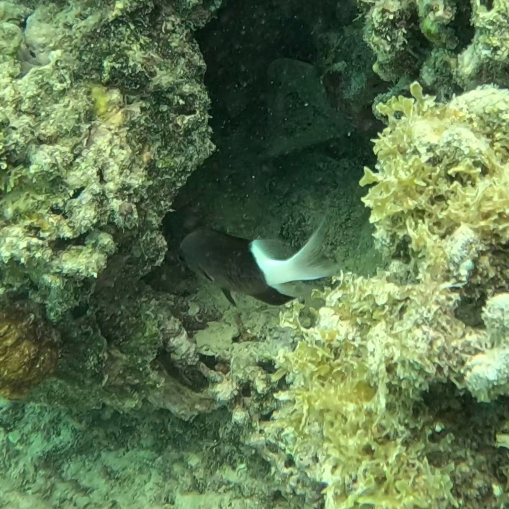 Bicolor Chromis