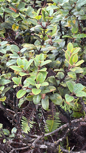 Metrosideros polymorpha observed 2026-08-31