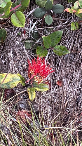 Metrosideros polymorpha observed 2026-08-31