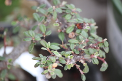 Cotoneaster apiculatus