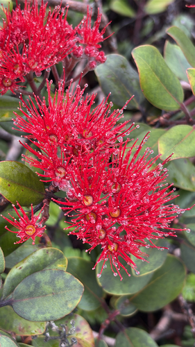 Metrosideros polymorpha observed 2026-08-31