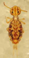 Ptenothrix maculosa
