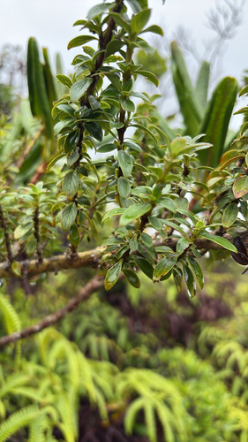 Coprosma elliptica observed 2026-08-31