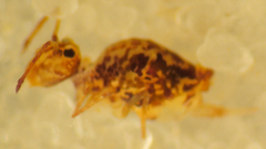 Ptenothrix maculosa