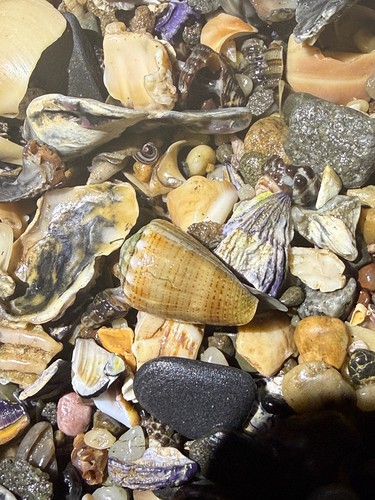 Conus miliaris observed 2026-08-31