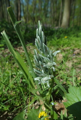 Ornithogalum boucheanum