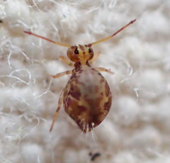 Ptenothrix maculosa