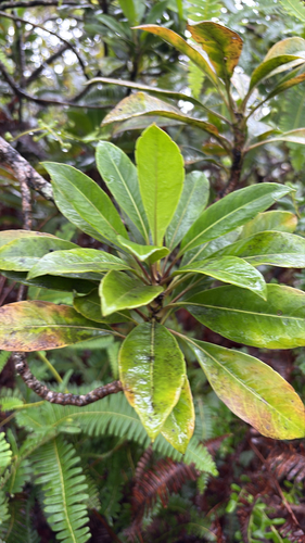 Scaevola glabra observed 2026-08-31