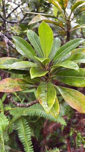 Scaevola glabra observed 2026-08-31