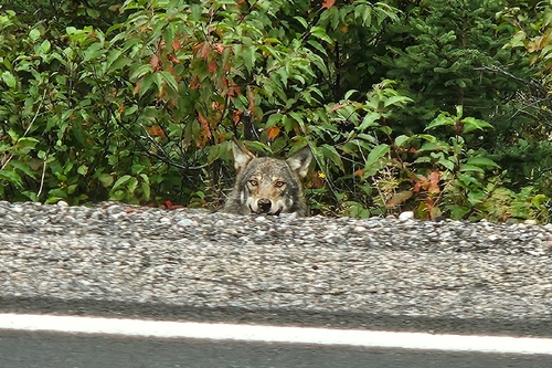 Eastern Wolf