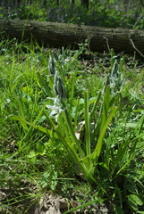 Ornithogalum boucheanum