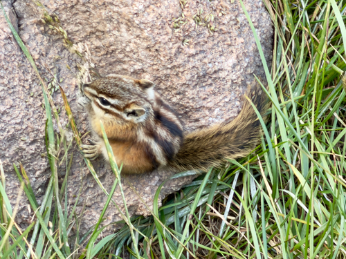 Least Chipmunk observed by wag4ag