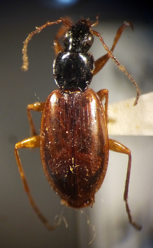 Marsh Harp Ground Beetle